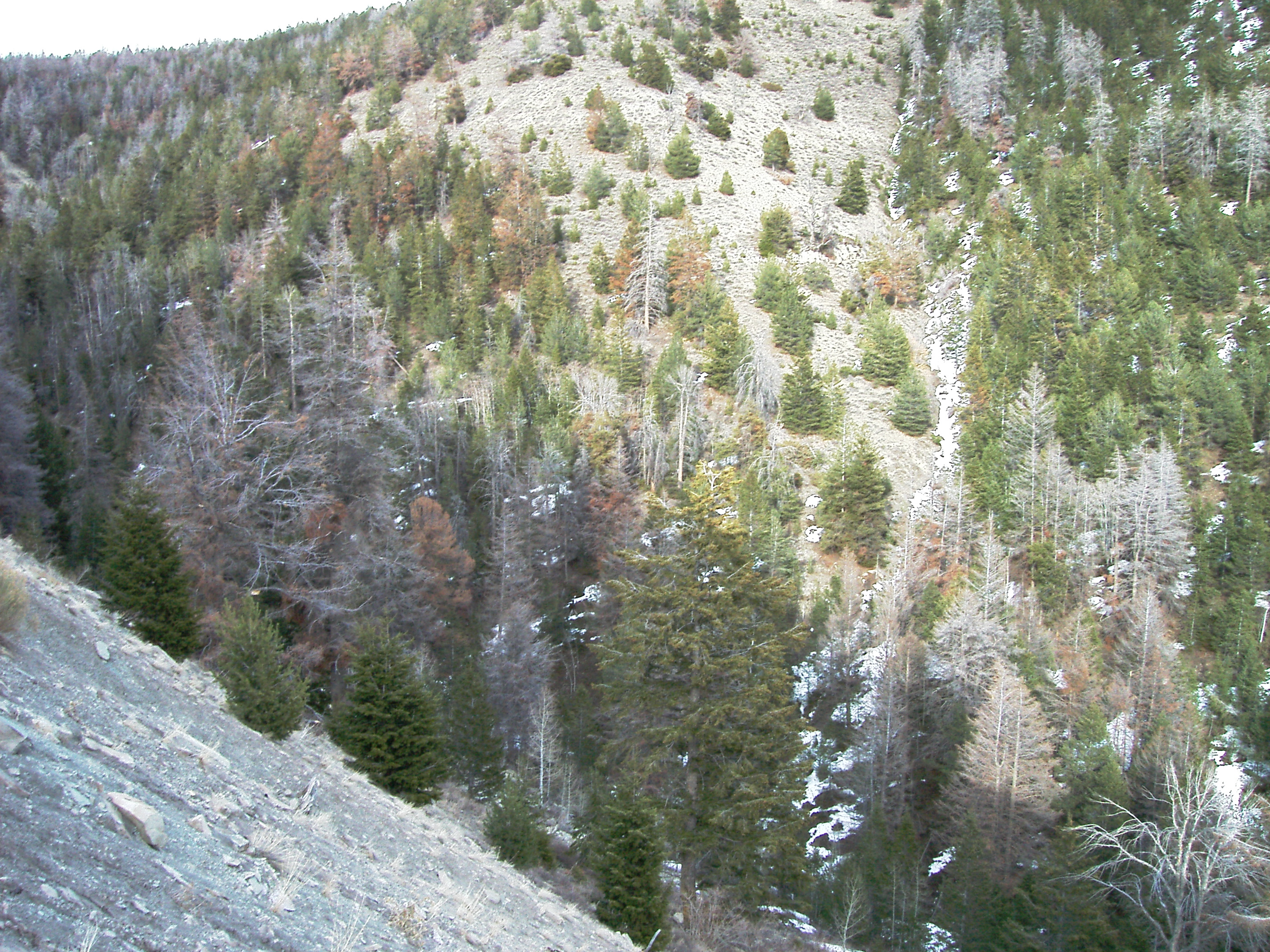 Argyle Canyon 10 Ac.